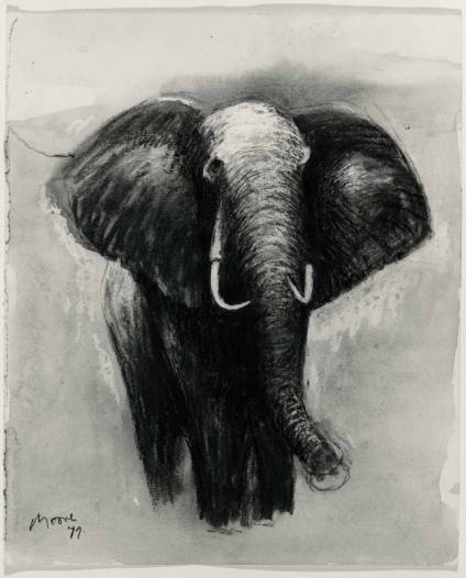 Elephant