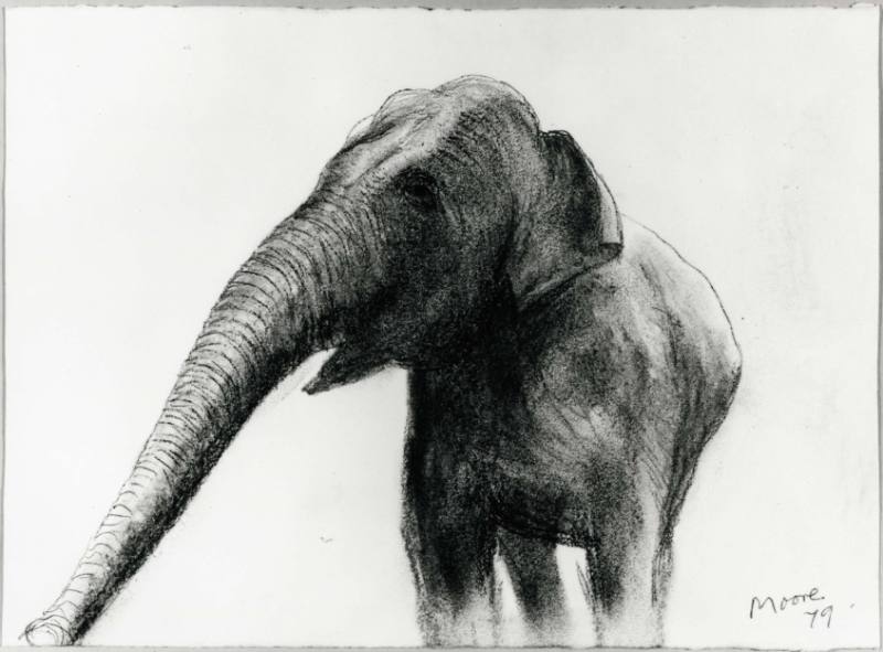 Elephant