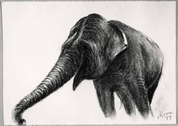 Elephant