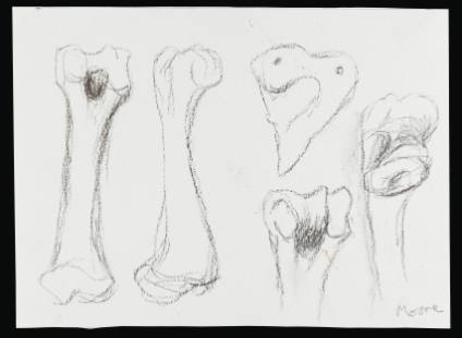 Studies of Bones