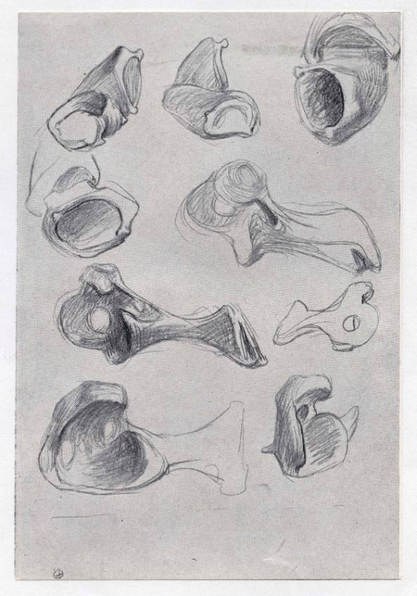 Studies of Bones