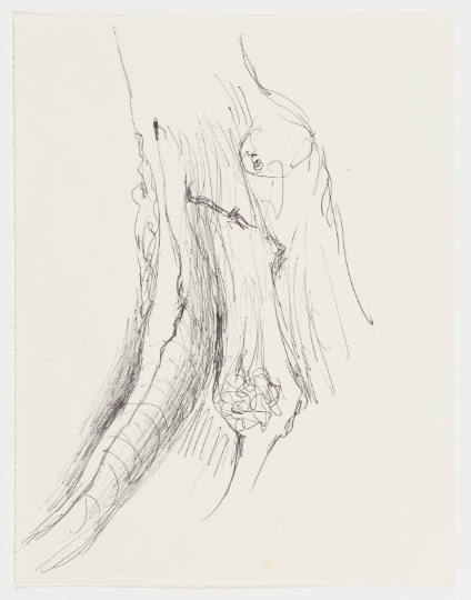 Tree Trunk