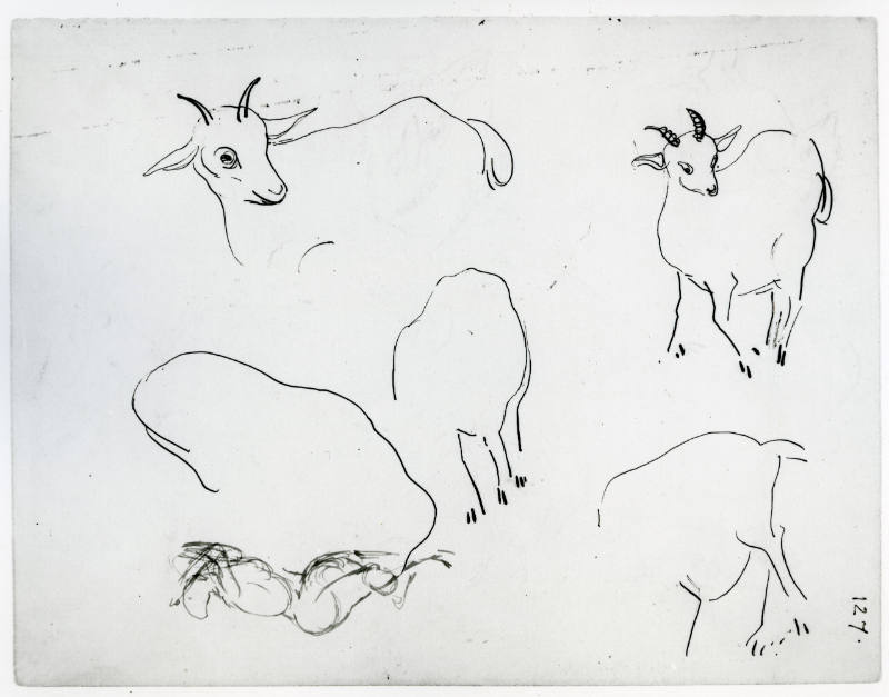 Studies of Goats