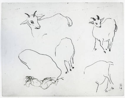 Studies of Goats