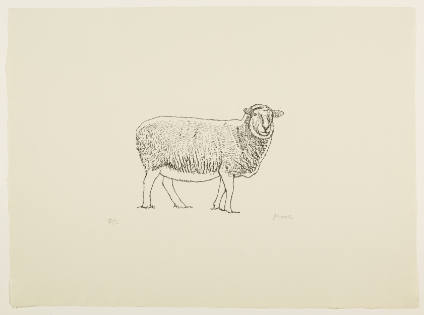 Sheep Standing