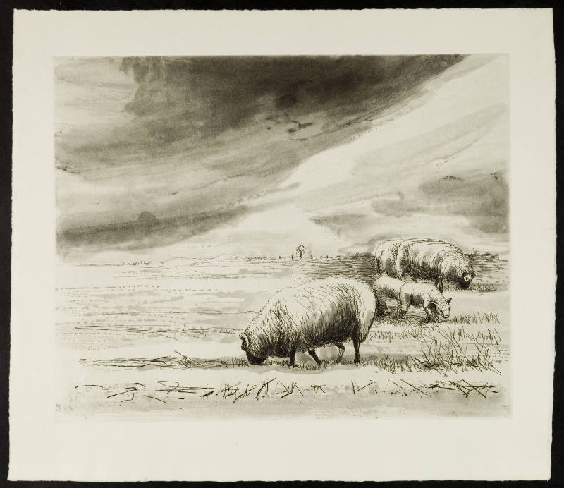 Sheep in Landscape