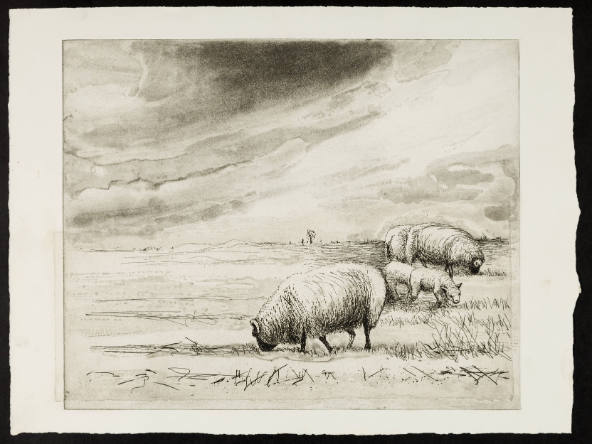 Sheep in Landscape