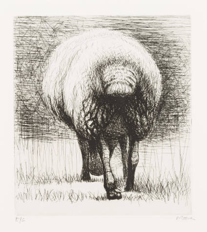 Sheep, Back View