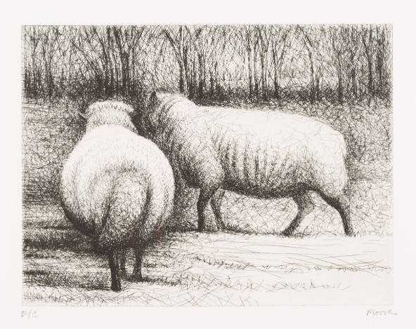 Sheep