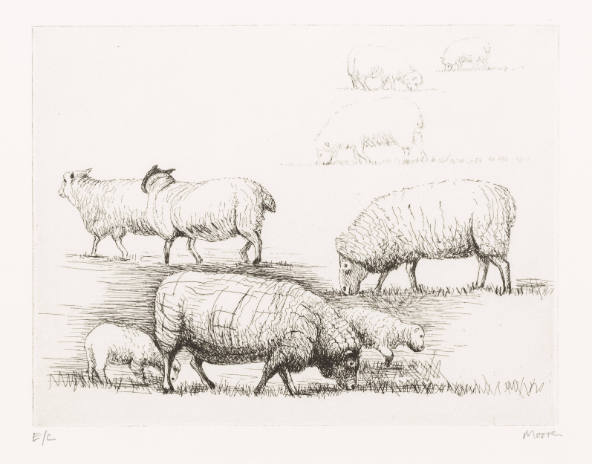 Sheep in Field