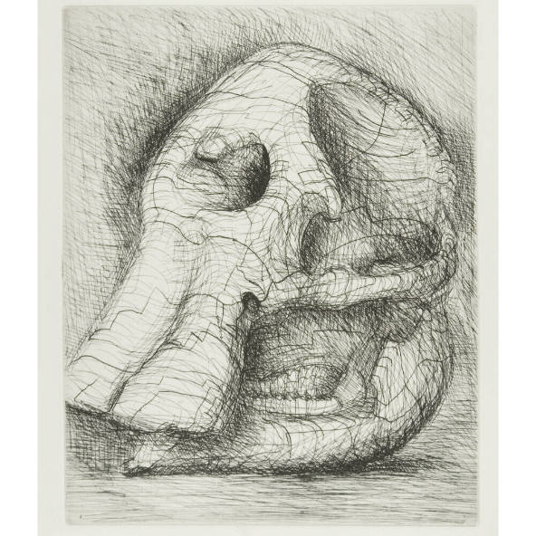 Elephant Skull, Plate XVII