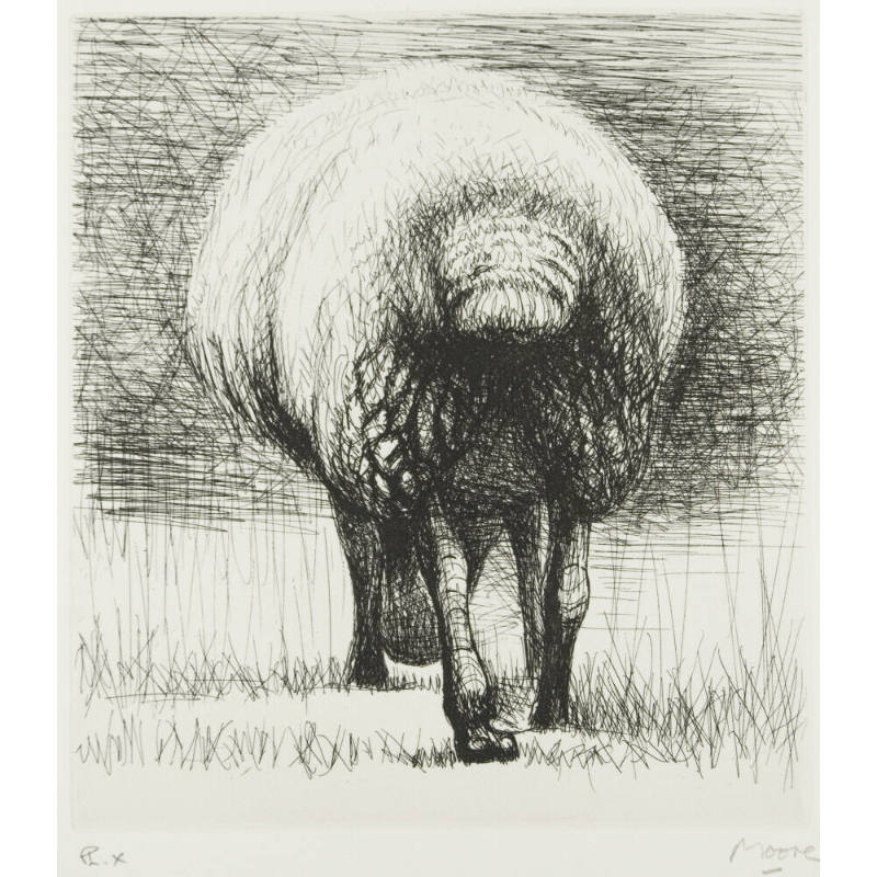 Sheep, Back View