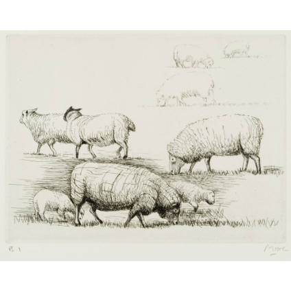 Sheep in Field