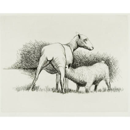 Shorn Sheep with Lamb