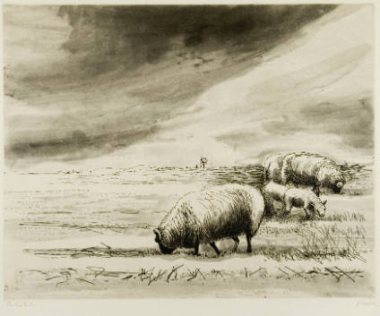 Sheep in Landscape