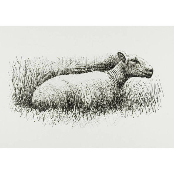 Sheep Resting