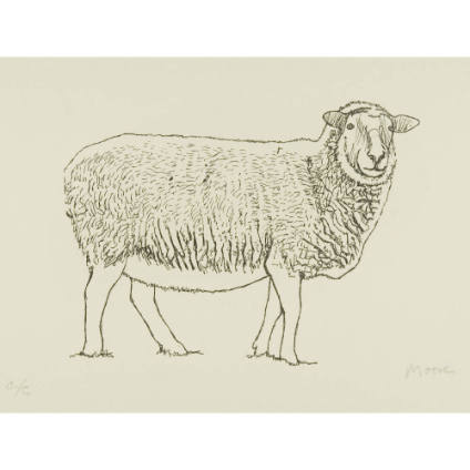 Sheep Standing