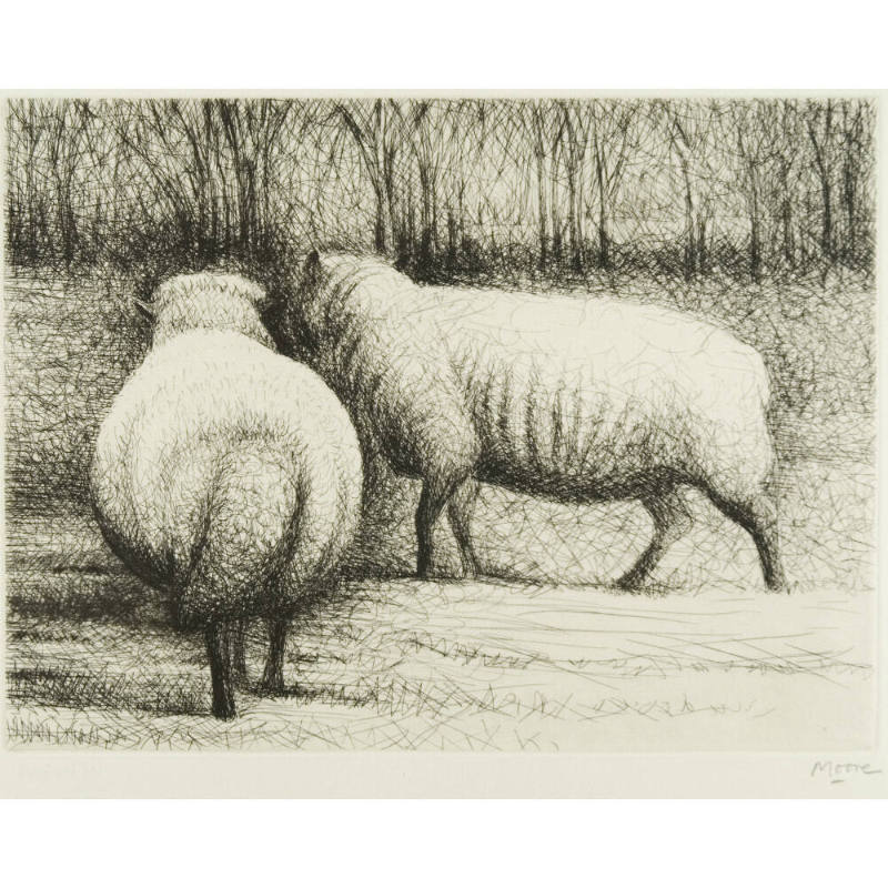 Sheep