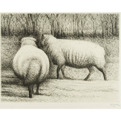 Sheep