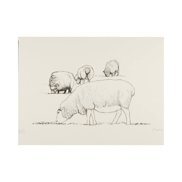 Four Grazing Sheep