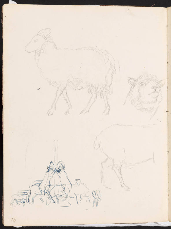 Studies of Sheep