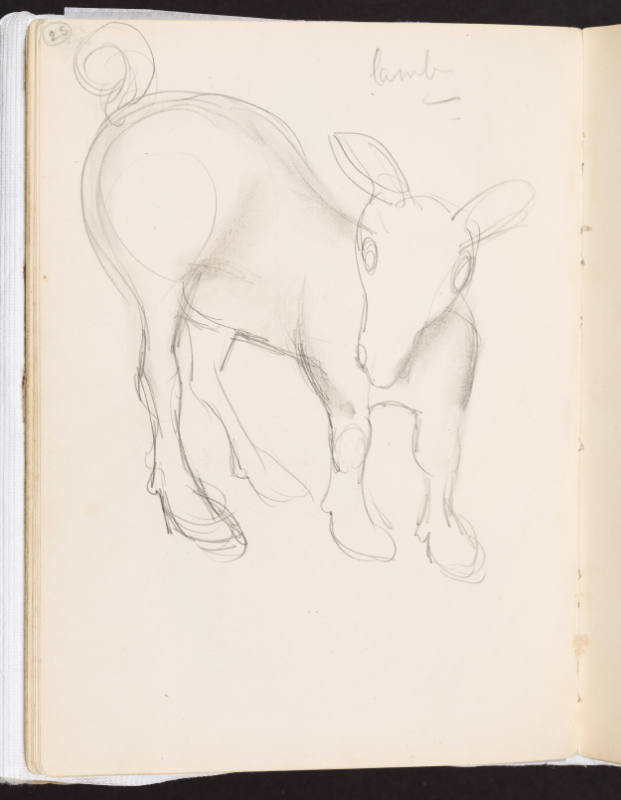 Study of a Lamb