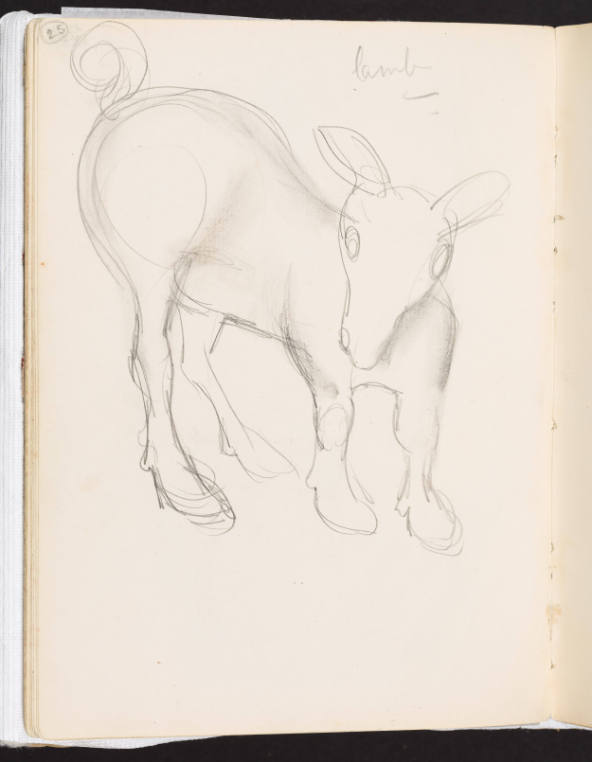 Study of a Lamb