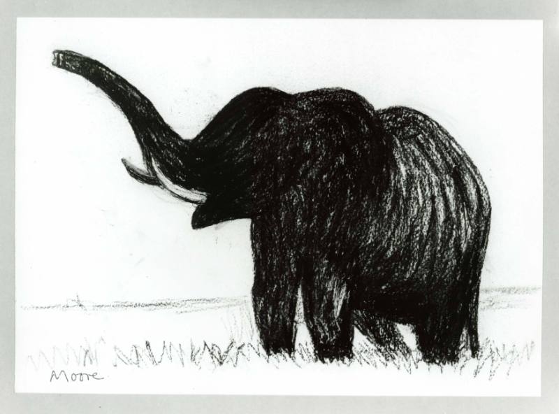 Elephant