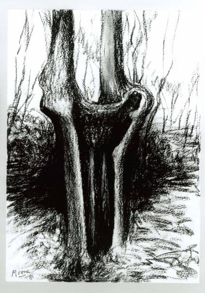 Hollow Tree Trunk