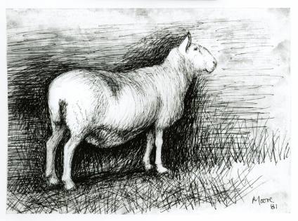 The Sheep