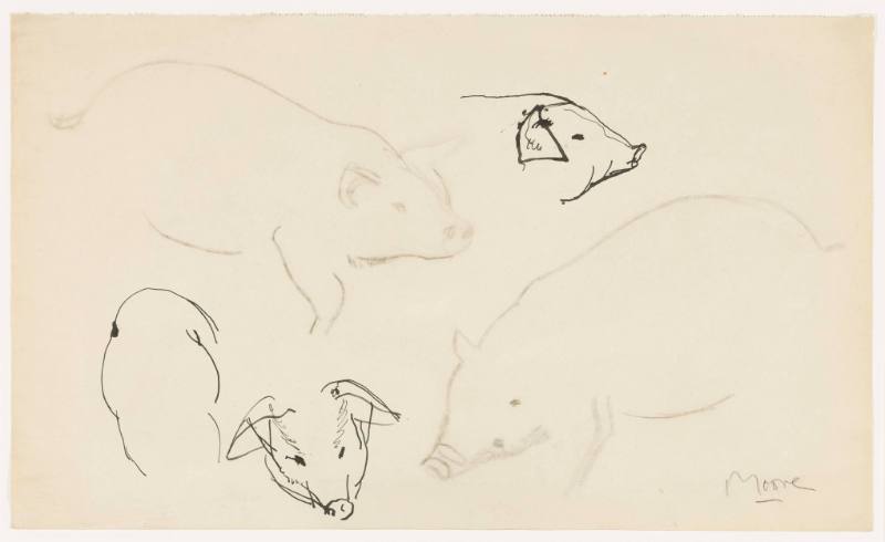 Animal Drawing: Pigs