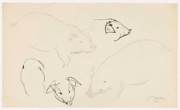 Animal Drawing: Pigs