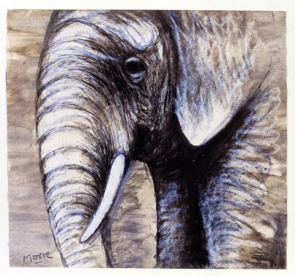 Elephant