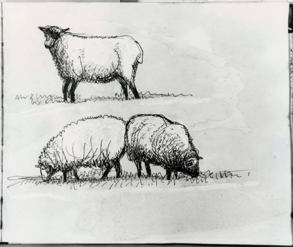 Three Sheep