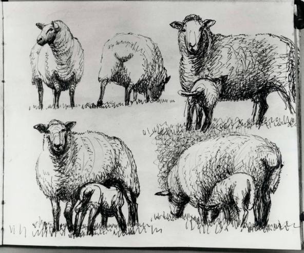 Studies of Sheep