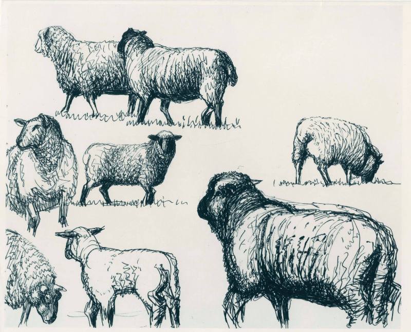 Studies of Sheep