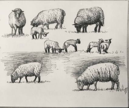 Sheep and Lambs