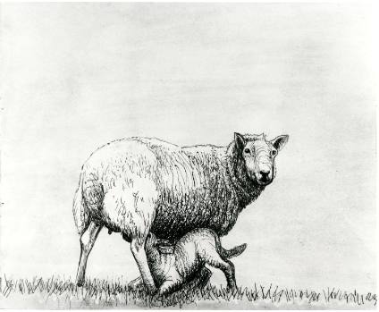 Sheep with Lamb I