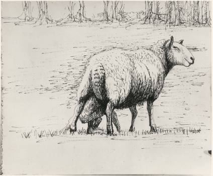 Sheep with Lamb II