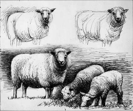 Sheep Studies