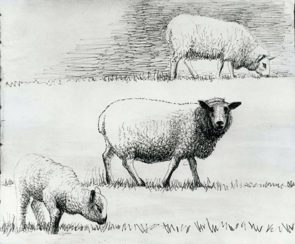 Sheep in Field