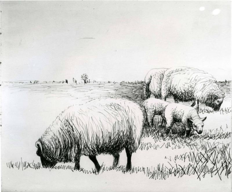 Sheep in Landscape