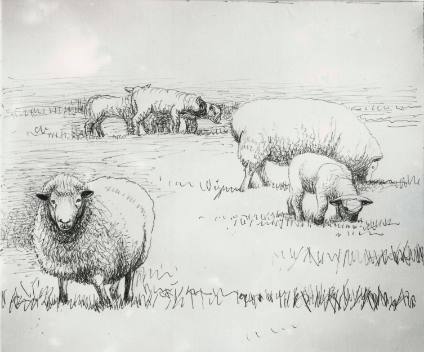 Sheep in Landscape