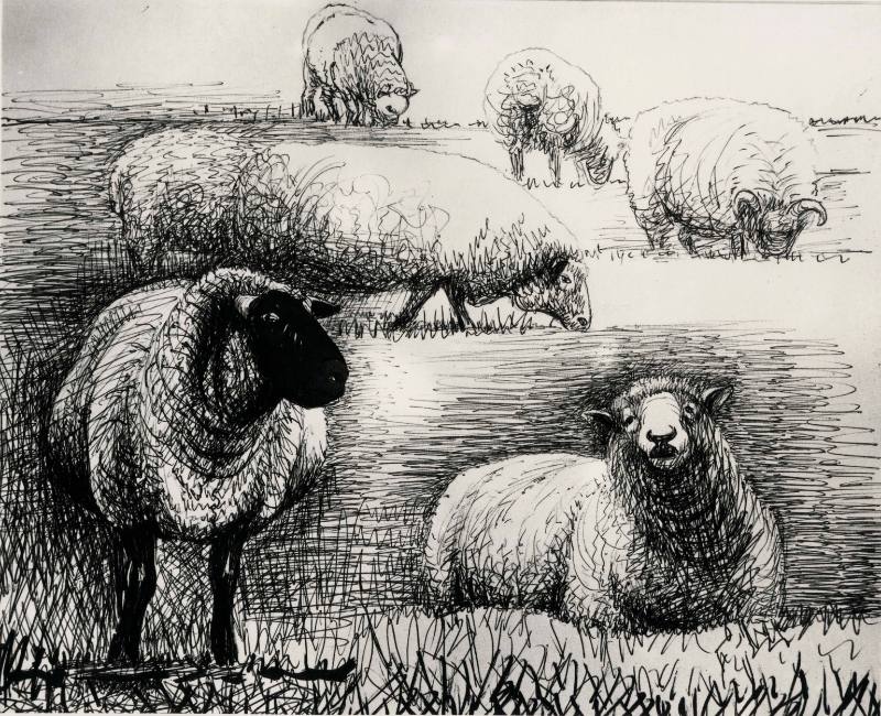 Field of Sheep