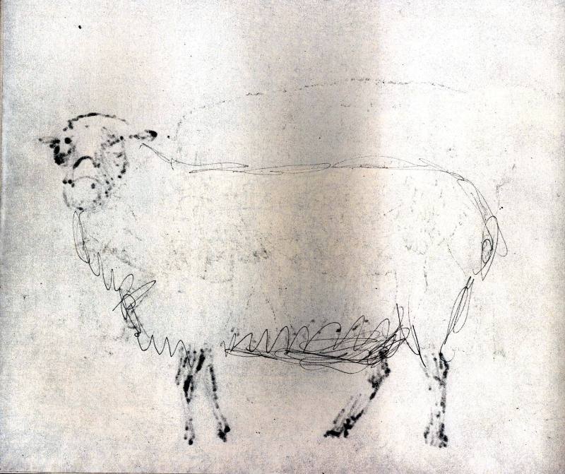 Sheep