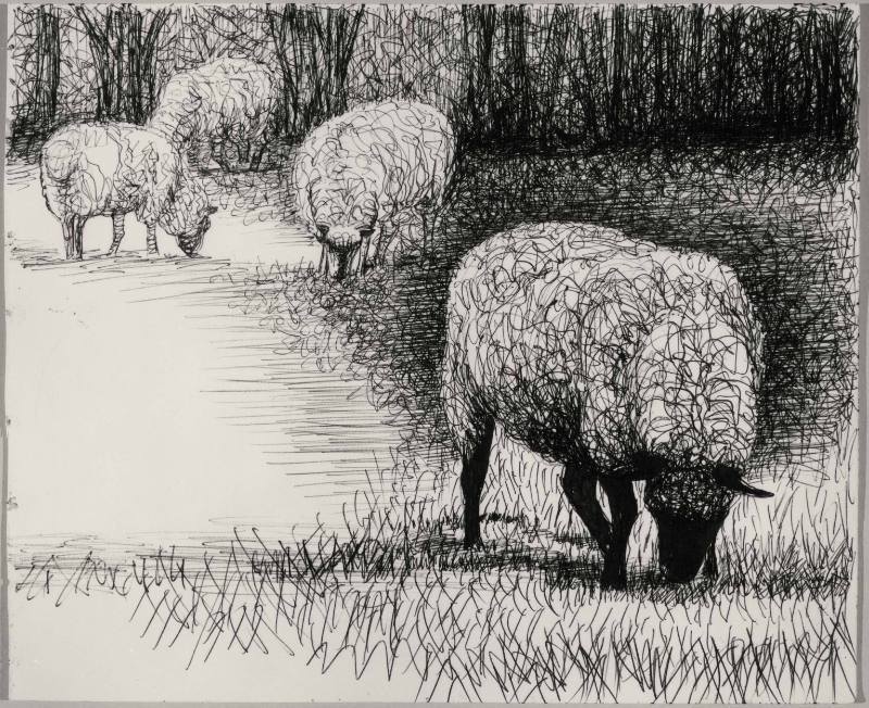 Four Sheep Grazing