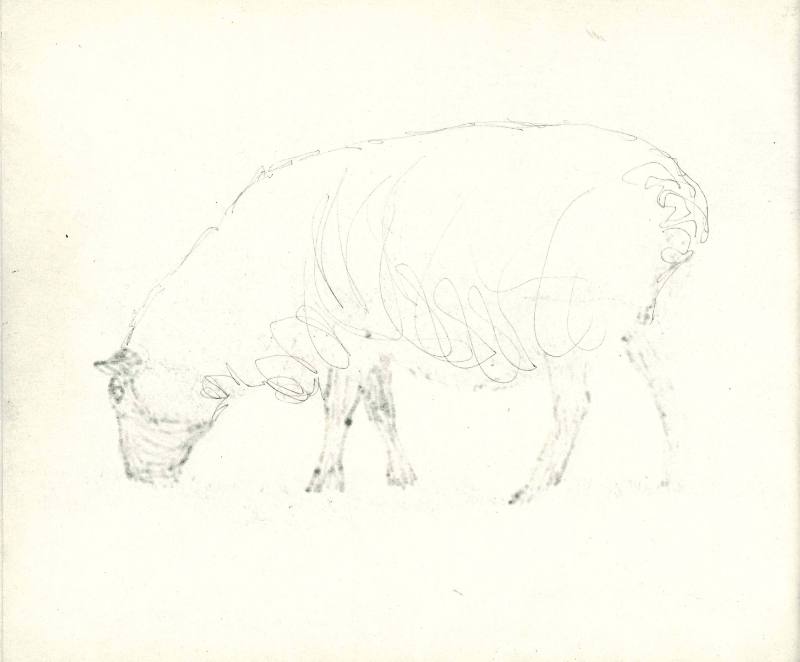 Sheep