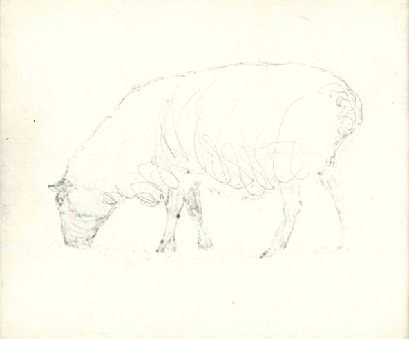 Sheep