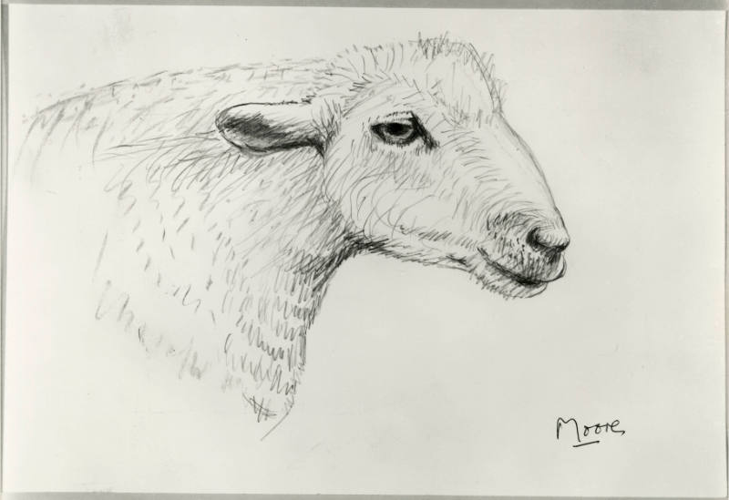 Head of Sheep
