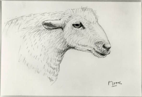 Head of Sheep